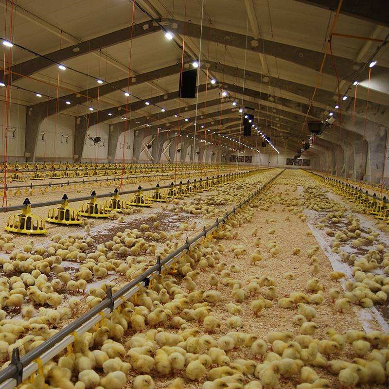 Steel Structure Chicken House