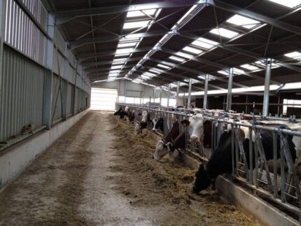 Steel Structure Cow Shed